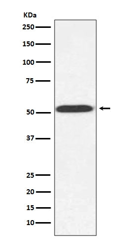 Anti-alpha Tubulin (yeast) TUB1 Rabbit Monoclonal Antibody Boster Bio