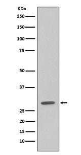 Anti-GFP Rabbit Monoclonal Antibody Boster Bio