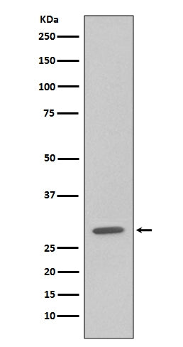 Anti-GFP Rabbit Monoclonal Antibody Boster Bio