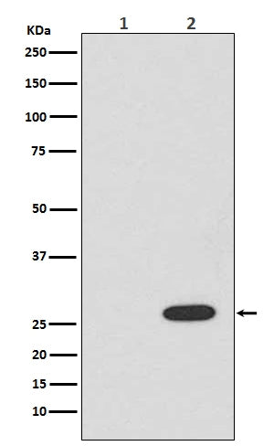Anti-RFP rfp1 Rabbit Monoclonal Antibody Boster Bio