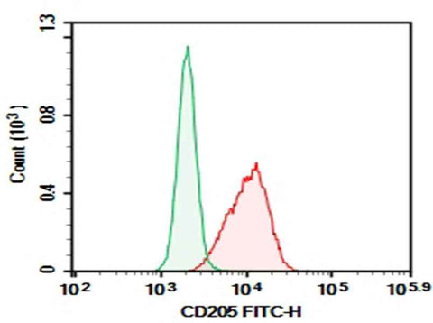 Anti-Mouse CD205 Antibody [NLDC-145] - ABMIUM