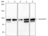 Anti-Human/Rat/Mouse/Monkey eRF3/GSPT1 Antibody [A210]