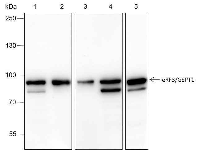Anti-Human/Rat/Mouse/Monkey eRF3/GSPT1 Antibody [A210]