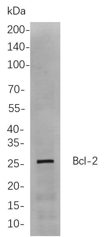 Anti-Human/Mouse/Rat Bcl-2 Antibody [B832]