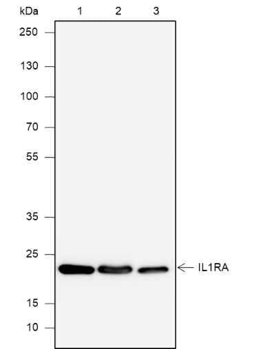 Anti-Human/Mouse IL-1RA Antibody [A628]