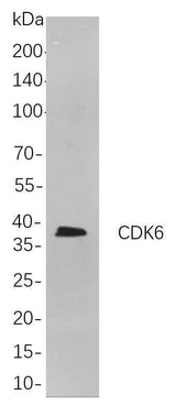 Anti-Human CDK6 Antibody [B815]