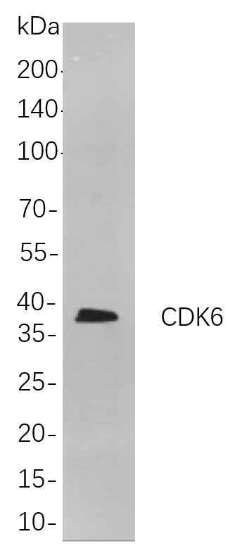 Anti-Human CDK6 Antibody [B815] - ABMIUM