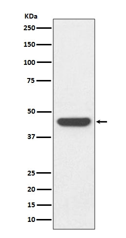 Anti-HA-Tag Rabbit Monoclonal Antibody Boster Bio