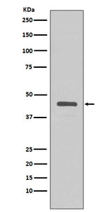 Anti-V5-Tag Rabbit Monoclonal Antibody Boster Bio