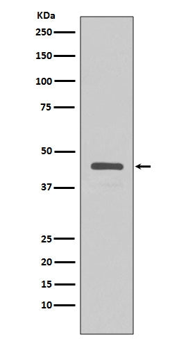 Anti-V5-Tag Rabbit Monoclonal Antibody Boster Bio