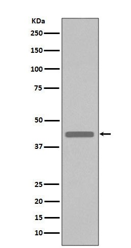 Anti-VSV-G-Tag Rabbit Monoclonal Antibody Boster Bio