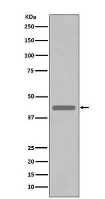 Anti-VSV-G-Tag Rabbit Monoclonal Antibody Boster Bio
