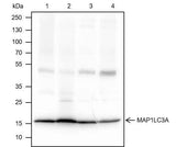 Anti-Human/Rat/Mouse MAP1LC3A Antibody [A295]