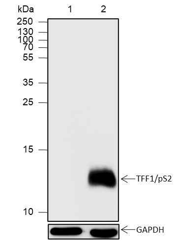Anti-Human TFF1/pS2 Antibody [A608] - ABMIUM