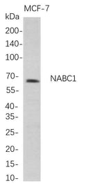 Anti-Human NABC1 Antibody [B680]