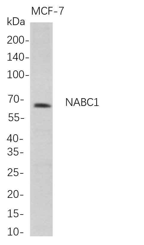 Anti-Human NABC1 Antibody [B680] - ABMIUM