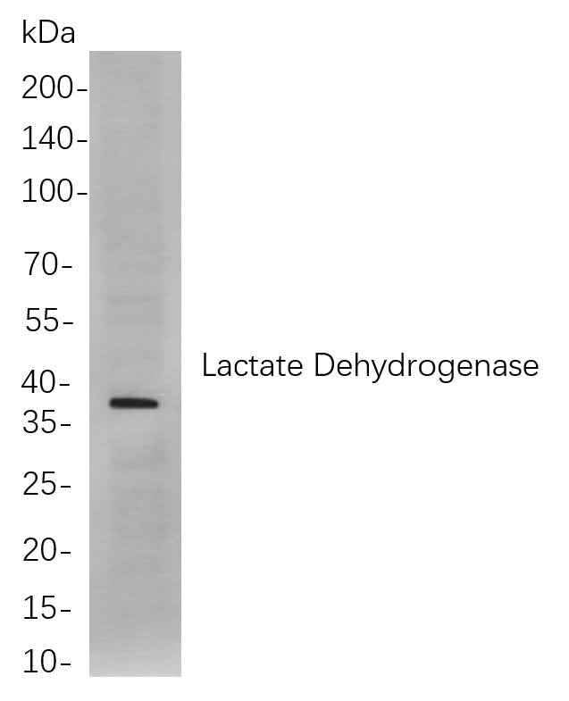 Anti-Human/Mouse/Rat Lactate Dehydrogenase Antibody [B823] - ABMIUM