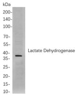 Anti-Human/Mouse/Rat Lactate Dehydrogenase Antibody [B823]