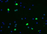 Anti-Mouse CEACAM1 Antibody [B465]