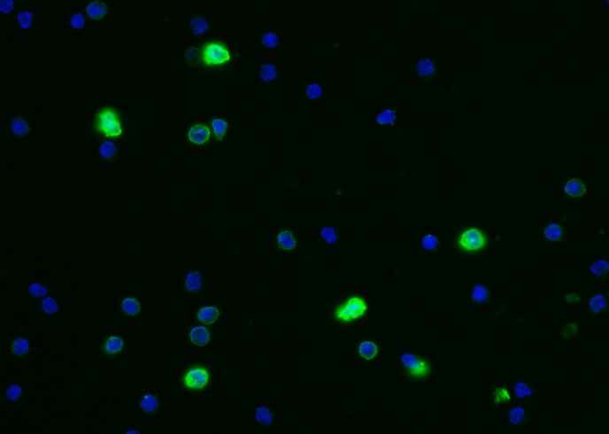 Anti-Mouse CEACAM1 Antibody [B465] - ABMIUM