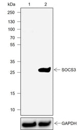 Anti-Mouse SOCS3 Antibody [A723]