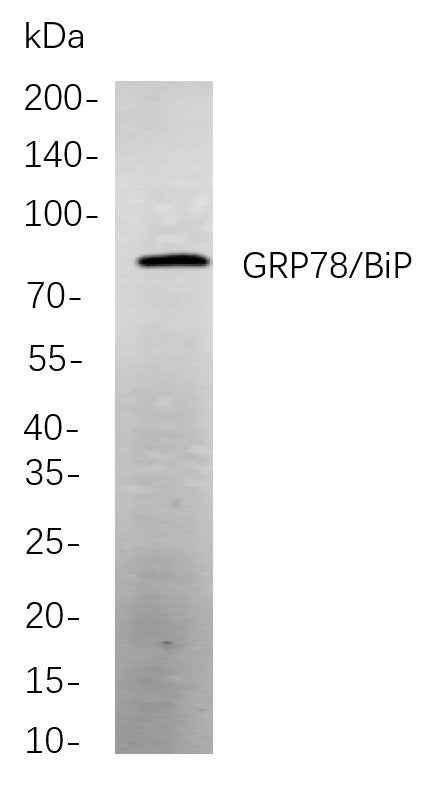 Anti-Human/Mouse/Rat GRP78 Antibody [B722] - ABMIUM