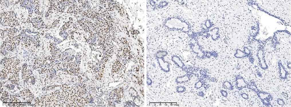 Anti-Human CREB1 Antibody [A1237] - ABMIUM
