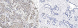 Anti-Human CREB1 Antibody [A1237] - ABMIUM