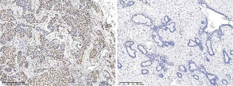 Anti-Human CREB1 Antibody [A1237] - ABMIUM