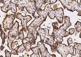 Anti-Human LAMP2 Antibody [A1083] - ABMIUM