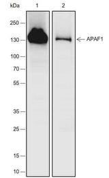 Anti-Human/Rat/Mouse APAF1 Antibody [A709]