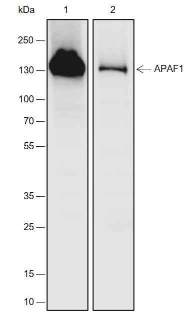 Anti-Human/Rat/Mouse APAF1 Antibody [A709]