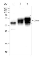 Anti-Human CD79a Antibody [A181]