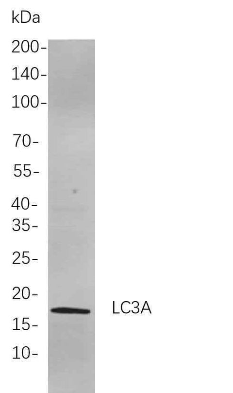 Anti-Human/Mouse/Rat LC3A Antibody [B766] - ABMIUM