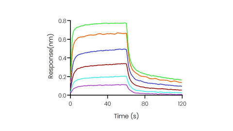 Loaded Recombinant Human CD16a/FCGR3A/Fc gamma RIIIA Protein, His Tag (Cat: PKSH030288) on His1K Biosensor, can bind Rituximab with an affinity constant of 0.46 μM as determined in BLI assay (Sartorius Octet RED384) .