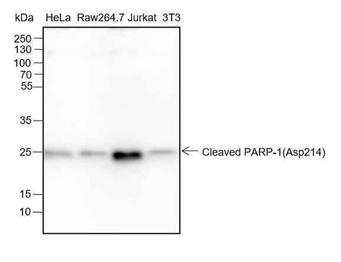 Anti-Human/Mouse Cleaved PARP1 p25 Antibody [A189] - ABMIUM