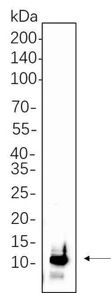 Anti-Human/Mouse/Rat UBA52 Antibody [B588]