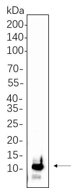 Anti-Human/Mouse/Rat UBA52 Antibody [B588] - ABMIUM