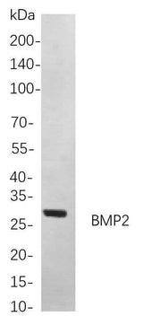 Anti-Human/Mouse/Rat BMP2 Antibody [B859]