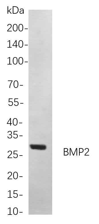 Anti-Human/Mouse/Rat BMP2 Antibody [B859] - ABMIUM