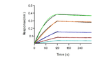 Loaded Anti-IL-12 & IL-23 Antibody (P40) (Ustekinumab) on proA Biosensor, can bind Recombinant Human IL-23 Protein, His Tag (Cat: PKSH030445) with an affinity constant of 0.532 nM as determined in BLI assay (Sartorius Octet RED384) .
