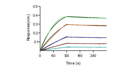 Loaded Anti-IL-12 & IL-23 Antibody (P40) (Ustekinumab) on proA Biosensor, can bind Recombinant Human IL-23 Protein, His Tag (Cat: PKSH030445) with an affinity constant of 0.532 nM as determined in BLI assay (Sartorius Octet RED384) .