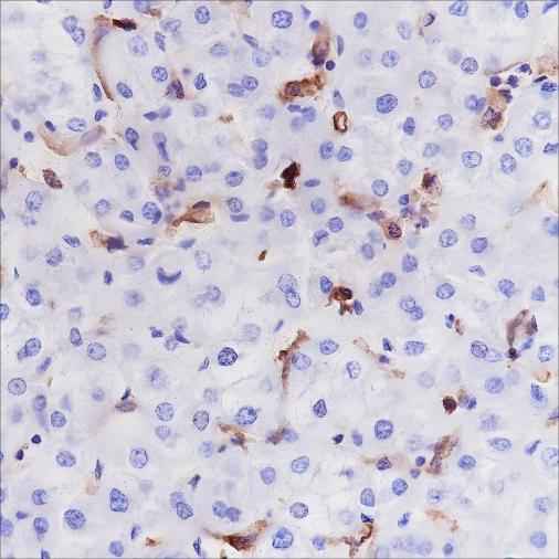 Anti-Human HLA-DRA Antibody [A251]