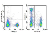 Anti-Mouse CD8 Antibody [S18018E] - ABMIUM