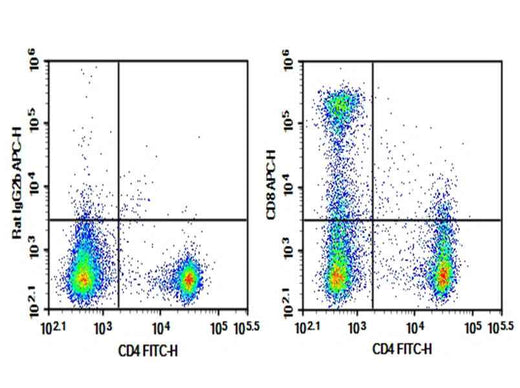 Anti-Mouse CD8 Antibody [S18018E] - ABMIUM