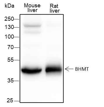 Anti-Rat/Mouse BHMT Antibody [A141]