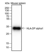 Anti-Human/Mouse HLA-DPA1 Antibody [A249]