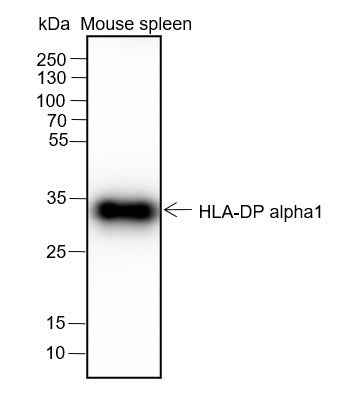 Anti-Human/Mouse HLA-DPA1 Antibody [A249]