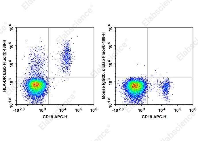 Anti-Human HLA-DR Antibody [Tü36] - ABMIUM