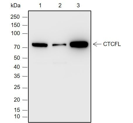 Anti-Human/Rat/Mouse CTCFL Antibody [A781] - ABMIUM